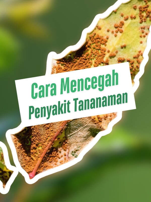 cara-mencegah-penyakit.jpg